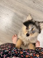Galactic Destroyer, a male Pomsky for sale in Jacksonville, NC – 1 of 6
