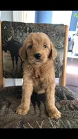 Bella, a female Goldendoodle for sale in Deer River, MN – 2 of 2