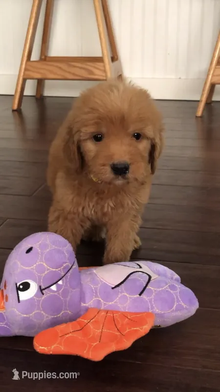 Gemma – Goldendoodle puppy for sale in Deer River, MN