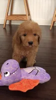 Gemma, a female Goldendoodle for sale in Deer River, MN – 1 of 4