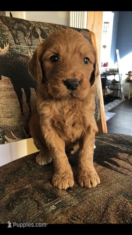 Gemma – Goldendoodle puppy for sale in Deer River, MN