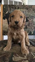 Ruby, a female Goldendoodle for sale in Deer River, MN – 2 of 4
