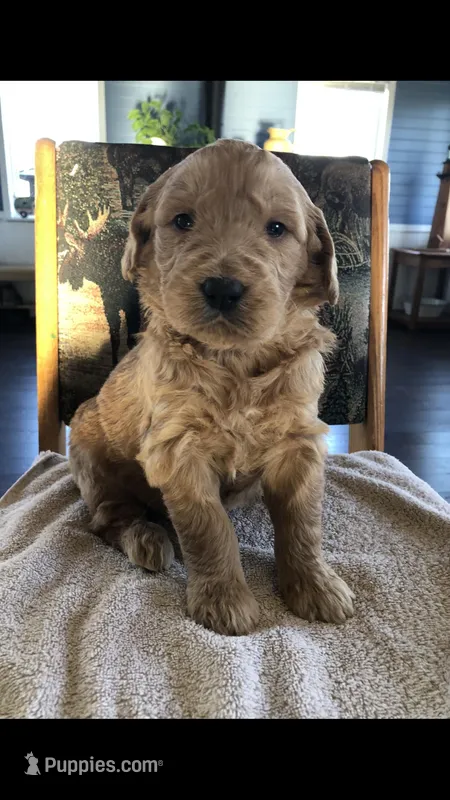 Shiloh, a female English Goldendoodle for sale in Deer River, MN – Photo 1 of 4