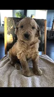 Shiloh, a female English Goldendoodle for sale in Deer River, MN – Photo 1 of 4