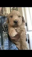 Shiloh, a female English Goldendoodle for sale in Deer River, MN – Photo 2 of 4