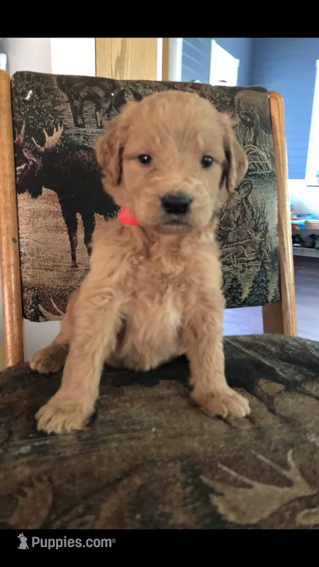 Harley – Goldendoodle puppy for sale in Deer River, MN