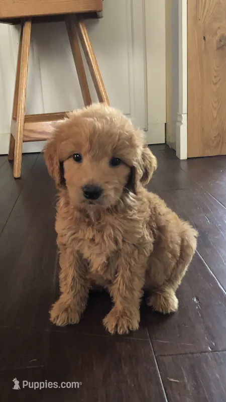 Harley – Goldendoodle puppy for sale in Deer River, MN