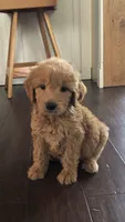 Harley, a male Goldendoodle for sale in Deer River, MN – 1 of 3