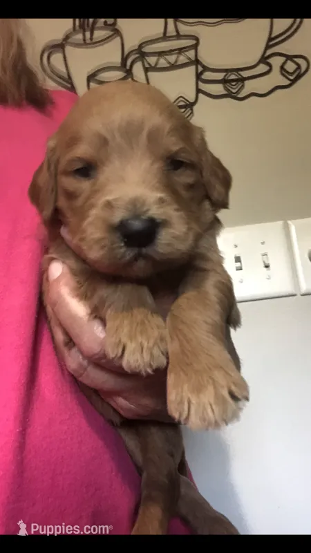 Daisy – Goldendoodle puppy for sale in Deer River, MN