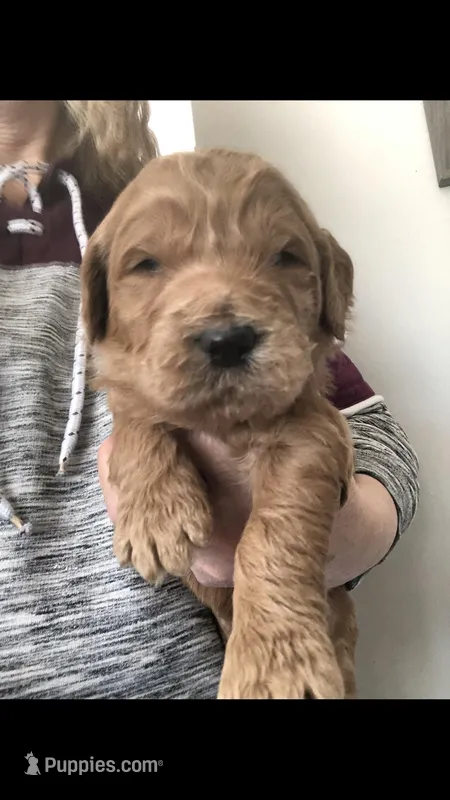 Charlie – Goldendoodle puppy for sale in Deer River, MN