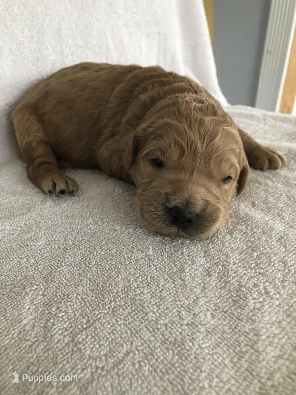 Charlie – Goldendoodle puppy for sale in Deer River, MN
