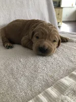 Charlie, a male Goldendoodle for sale in Deer River, MN – Photo 2 of 2