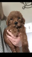 Rosie, a female Goldendoodle for sale in Deer River, MN – 4 of 4