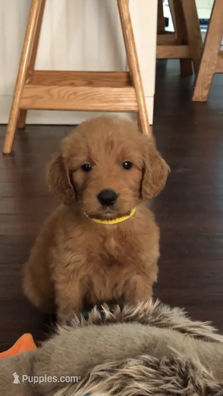 Bella – Goldendoodle puppy for sale in Deer River, MN