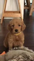 Bella, a female Goldendoodle for sale in Deer River, MN – 1 of 2