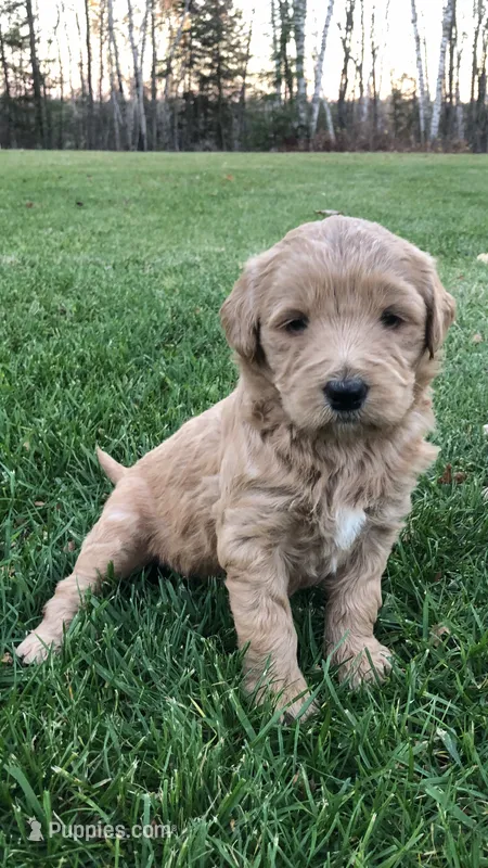 Shiloh – Goldendoodle puppy for sale in Deer River, MN