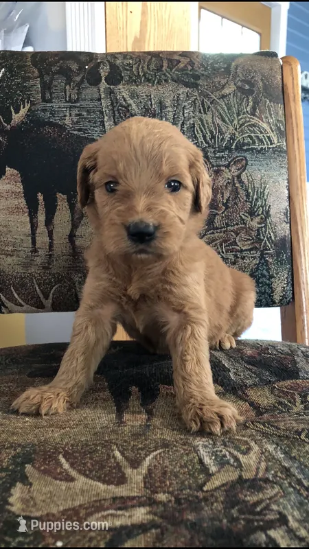 Gemma – Goldendoodle puppy for sale in Deer River, MN
