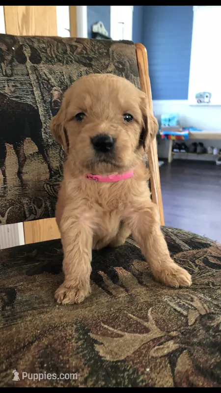 Sophie – Goldendoodle puppy for sale in Deer River, MN