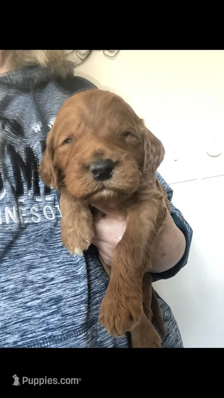 Scout – Goldendoodle puppy for sale in Deer River, MN