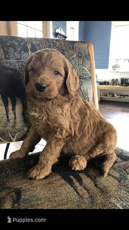 Scout – Goldendoodle puppy for sale in Deer River, MN