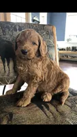 Scout, a male Goldendoodle for sale in Deer River, MN – 2 of 4