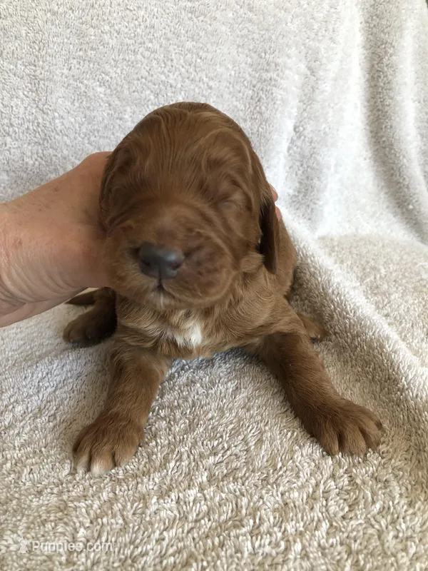 Scout – Goldendoodle puppy for sale in Deer River, MN