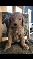 Scout, a male Goldendoodle for sale in Deer River, MN – 3 of 4
