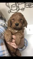 Scout, a male Goldendoodle for sale in Deer River, MN – 4 of 4