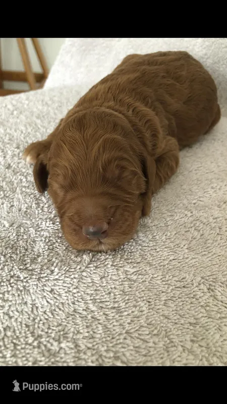 Scout – Goldendoodle puppy for sale in Deer River, MN