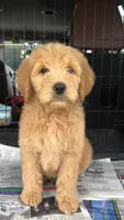 Daisy, a female Goldendoodle for sale in Deer River, MN – 2 of 4