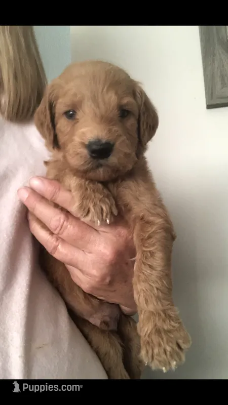 Louie – Goldendoodle puppy for sale in Deer River, MN