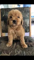 Gemma, a female Goldendoodle for sale in Deer River, MN – 4 of 4