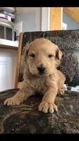 Buddy, a male Goldendoodle for sale in Deer River, MN – 2 of 3
