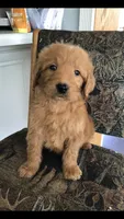 Luna, a female Goldendoodle for sale in Deer River, MN – 2 of 4