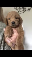 Harley, a male Goldendoodle for sale in Deer River, MN – 3 of 3