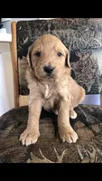 Scout, a male Goldendoodle for sale in Deer River, MN – 2 of 3
