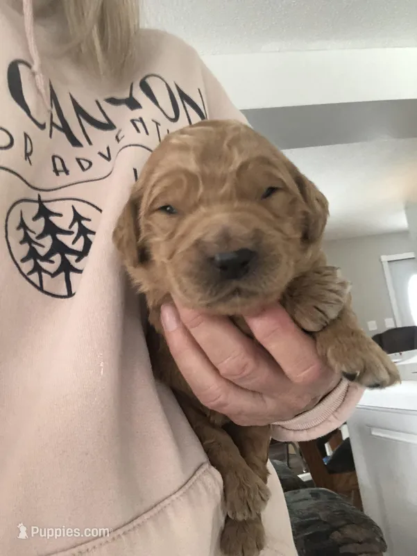 Archie – Goldendoodle puppy for sale in Deer River, MN