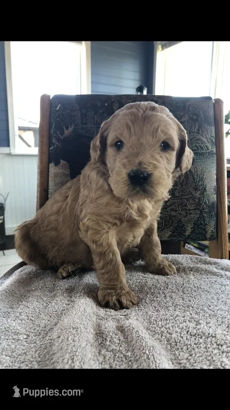 Archie – Goldendoodle puppy for sale in Deer River, MN