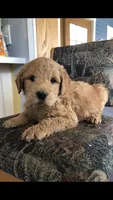 Archie, a male Goldendoodle for sale in Deer River, MN – 5 of 7