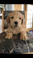 Archie, a male Goldendoodle for sale in Deer River, MN – 4 of 7