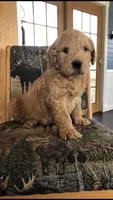 Archie, a male Goldendoodle for sale in Deer River, MN – 6 of 7