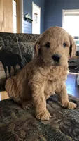 Archie, a male Goldendoodle for sale in Deer River, MN – 1 of 7