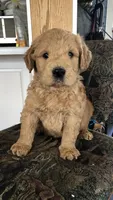 Archie, a male Goldendoodle for sale in Deer River, MN – 7 of 7