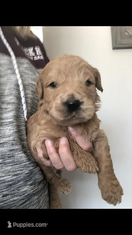 Archie – Goldendoodle puppy for sale in Deer River, MN
