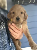 Daisy, a female Goldendoodle for sale in Deer River, MN – Photo 3 of 5