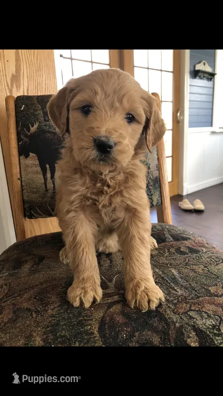 Daisy – Goldendoodle puppy for sale in Deer River, MN
