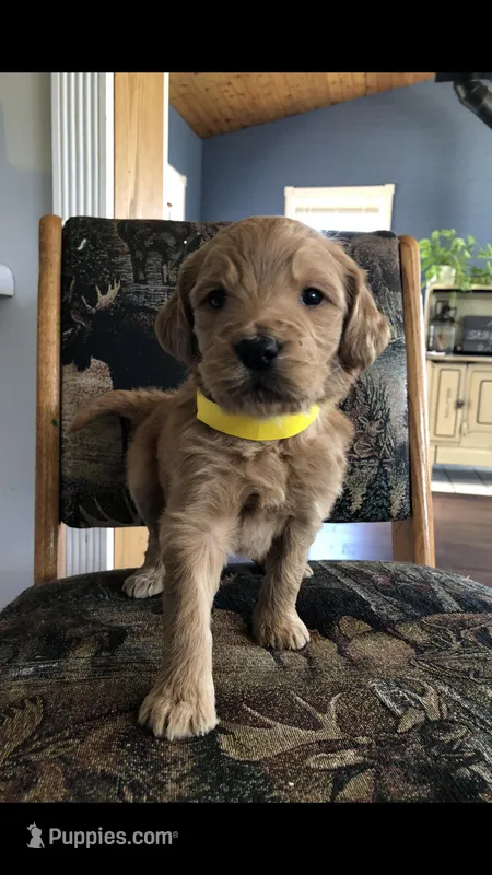 Daisy – Goldendoodle puppy for sale in Deer River, MN