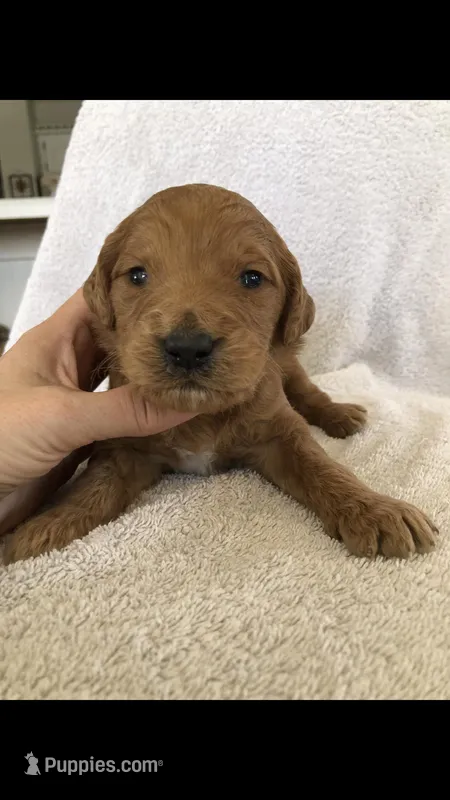 Bailey – Goldendoodle puppy for sale in Deer River, MN