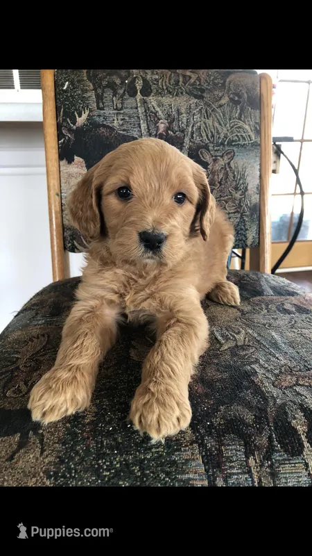 Hazel – Goldendoodle puppy for sale in Deer River, MN