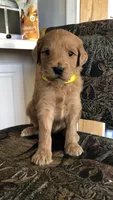 Hazel, a female Goldendoodle for sale in Deer River, MN – Photo 1 of 7